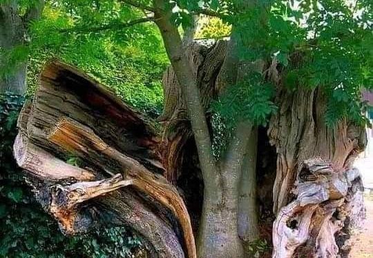 Choosing Joy Over Despair — WILDLY FREE&nbsp;ELDER