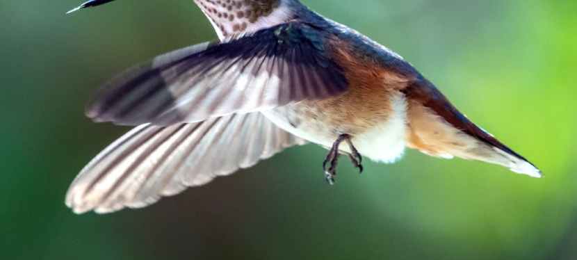 Finding Life Balance Using the Four Forces of&nbsp;Flight