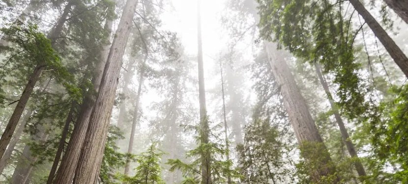 Indigenous Knowledge: A Roadmap to Belonging Again — Wise &&nbsp;Shine