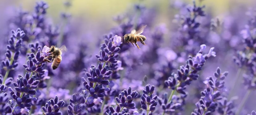 Why Collective Intelligence is Powerful — Wise &&nbsp;Shine