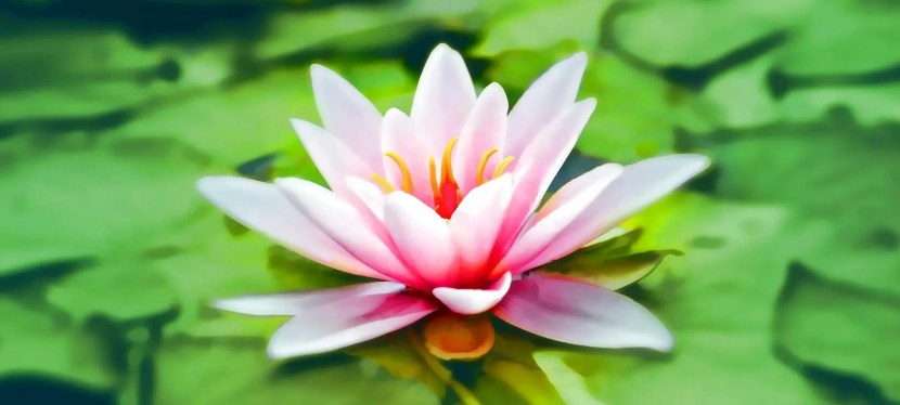 Embrace the Present to Alleviate Suffering – Wise and&nbsp;Shine