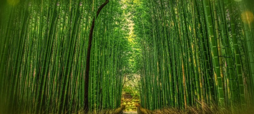 Lessons from the Story of the Bamboo Farmers – Wise and&nbsp;Shine